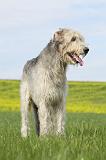 IRISH WOLFHOUND 193